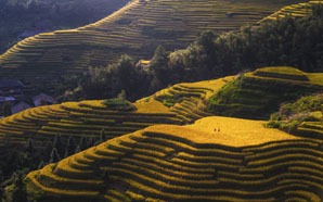 The Longji Terraced Fields