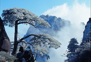 Guest-Greeting Pine