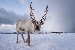 Reindeer in Inner Mongolia
