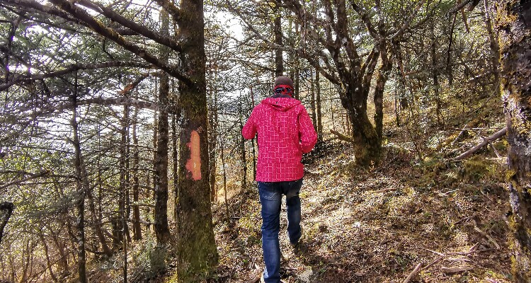 Hike across a forest