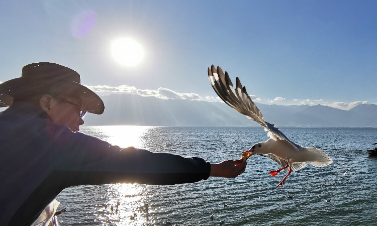Feed the black-headed gull in Erhai Lake