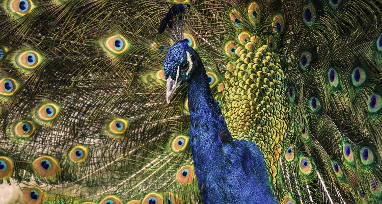 Peacock
