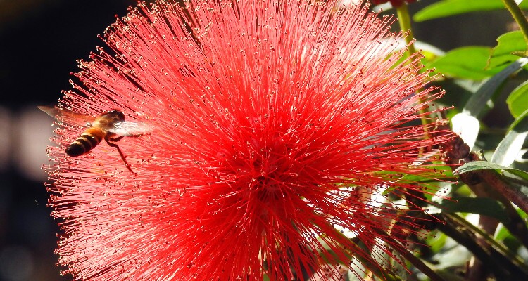 Xishuangbanna Tropical Flower and Plants Garden