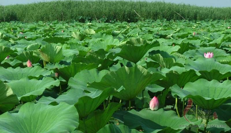 Ancient Lotus Lake Garden