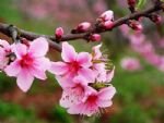Peach Blossom at Beijing Botanical Garden Peach Blossom at Beijing Botanical Garden