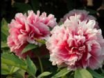 Peony at Jingshan Park Peony at Jingshan Park