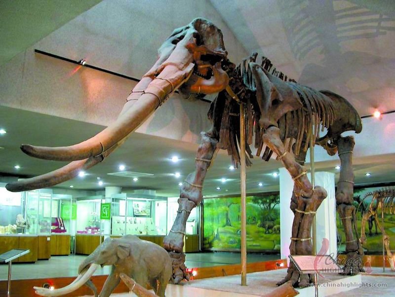 Paleozoological Museum of China