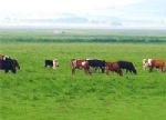 Fengning Grassland