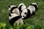 Exploring Chengdu to Dujiangyan Irrigation Project with Pandas and Temples Tour