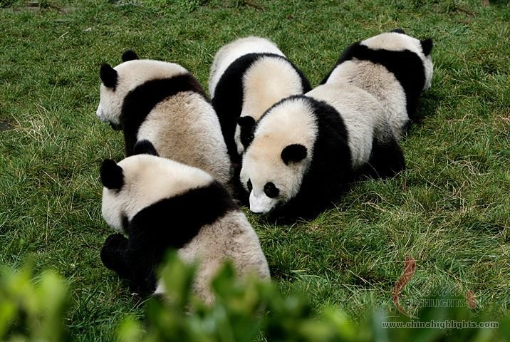 Chengdu Travel Tips