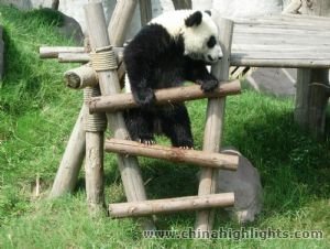 Panda Centre in Chengdu Panda Centre in Chengdu