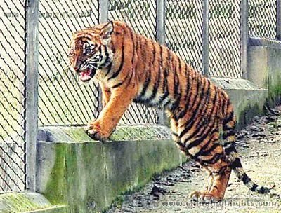 Chongqing Zoo