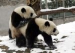 Panda Room in Chongqing Zoo Panda Room in Chongqing Zoo