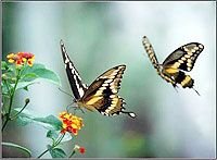 Butterfly Spring