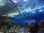Dalian Shengya Ocean World Dalian Shengya Ocean World