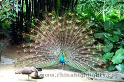 Guangzhou Zoo