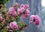 Guilin Parks Spring Tour