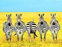 Hainan Tropical Wildlife Garden