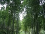 Moganshan Scenic Area