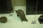 Provincial Museum Provincial Museum