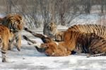 The Northeast Tiger Park