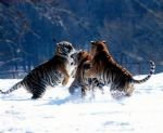 Siberian Tiger Park