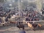 Livestock Market