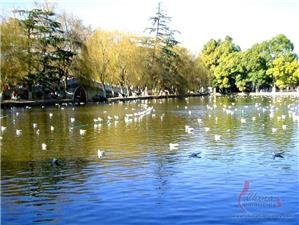 Black-headed gulls in Cuihu Park