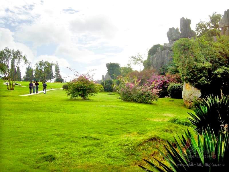 Stone Forest