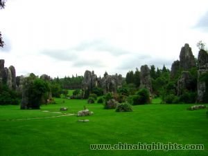 The Stone Forest The Stone Forest
