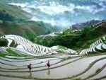 Longji Terrace Field in Spring Longji Terrace Field in Spring