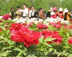 The National Peony Garden