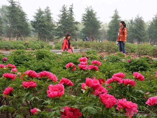 Luoyang Wangcheng Park