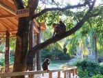 Monkey Island