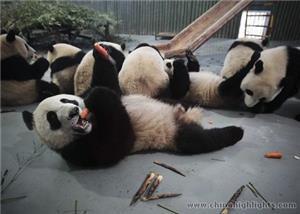 Panda's Lunch Time