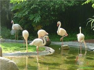 Shanghai Zoo-travel