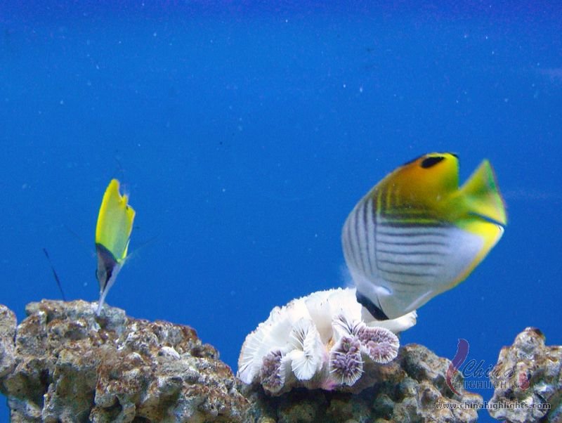 Shanghai Ocean Aquarium