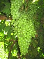 Grape Valley 