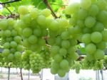 Grape Valley 