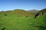 Mt.Nan pasture Mt.Nan pasture