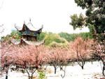 the Plum Garden (Meiyuan) the Plum Garden (Meiyuan)