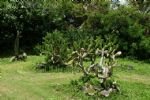 The Xishuangbanna Tropical Botanical Garden (AAAA)