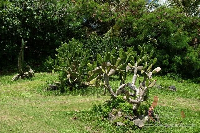 Tropical Botanical Garden