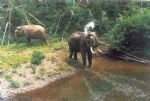 Wild Elephant Valley
