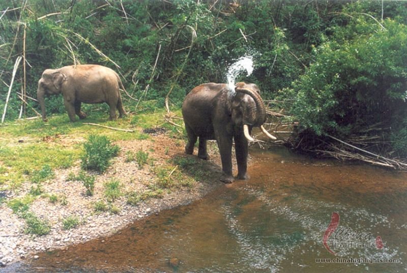 Wild Elephant Valley