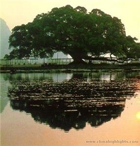 /Yangshuo big banyan tree