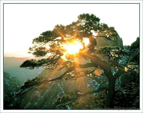 Oddly-Shaped Pines of the Yellow Mountains