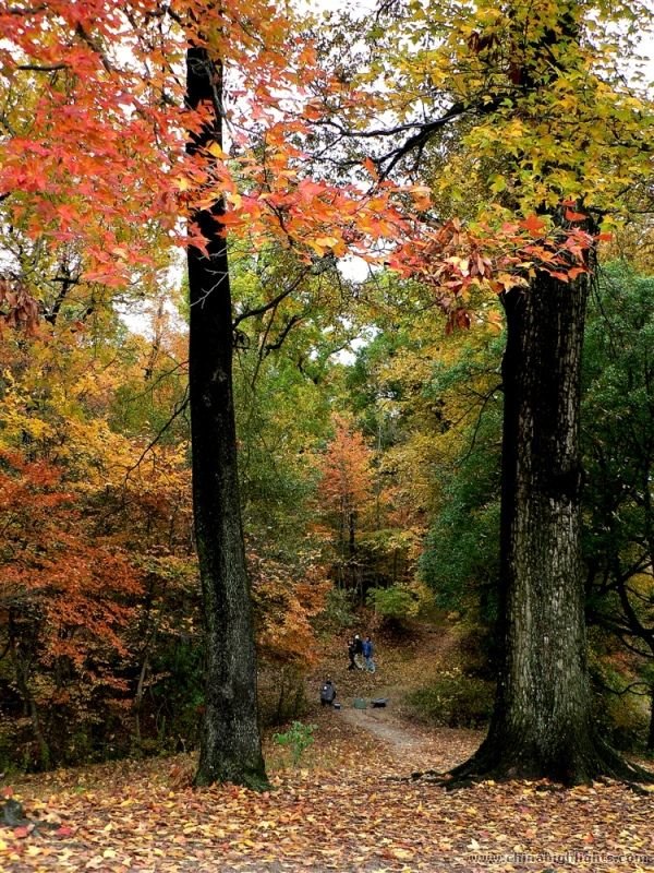 tachuan village's giant trees