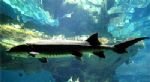 The Chinese Sturgeon Museum The Chinese Sturgeon Museum