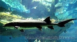 The Chinese Sturgeon Museum